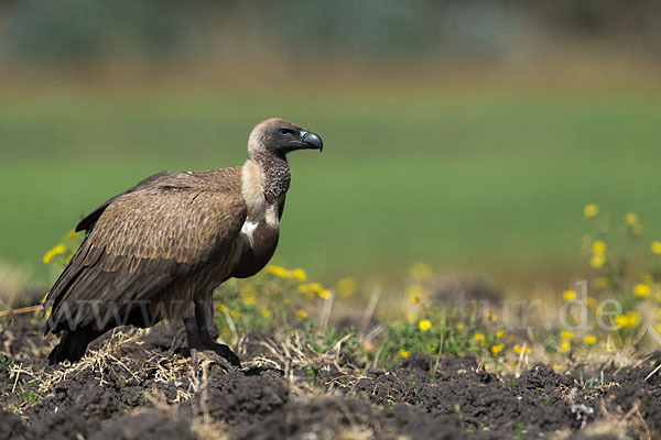 Weißrückengeier (Gyps africanus)