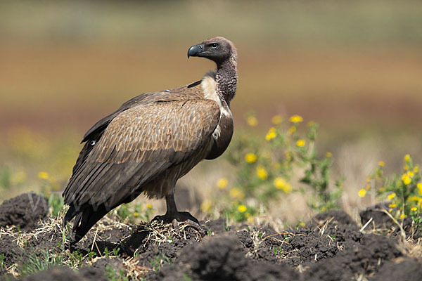 Weißrückengeier (Gyps africanus)