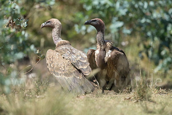 Weißrückengeier (Gyps africanus)