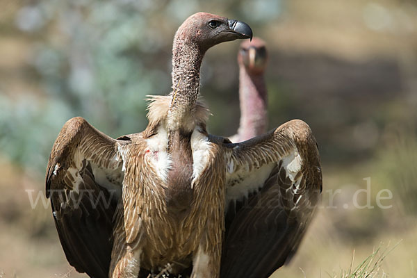 Weißrückengeier (Gyps africanus)