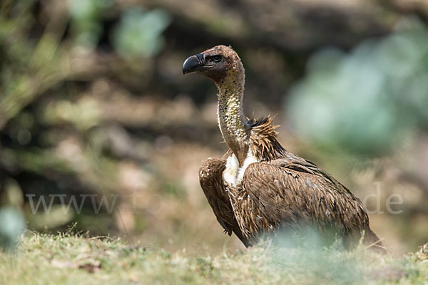 Weißrückengeier (Gyps africanus)