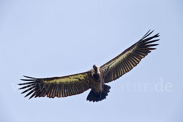 Weißrückengeier (Gyps africanus)