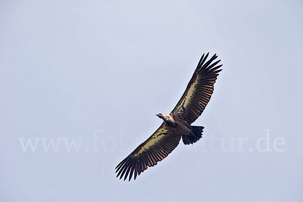 Weißrückengeier (Gyps africanus)