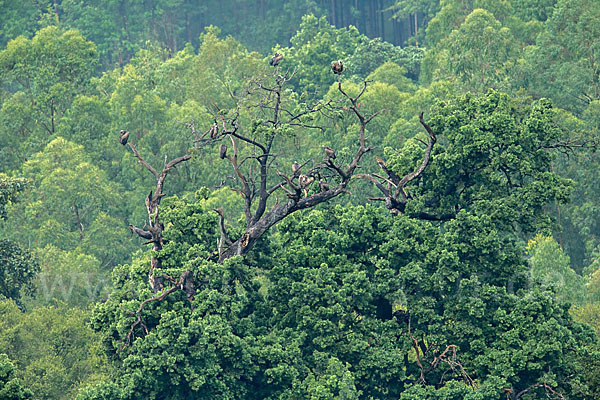 Weißrückengeier (Gyps africanus)