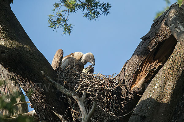 Weißrückengeier (Gyps africanus)