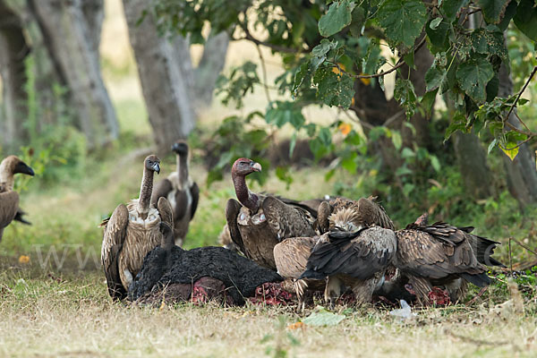 Weißrückengeier (Gyps africanus)