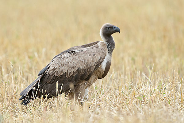 Weißrückengeier (Gyps africanus)