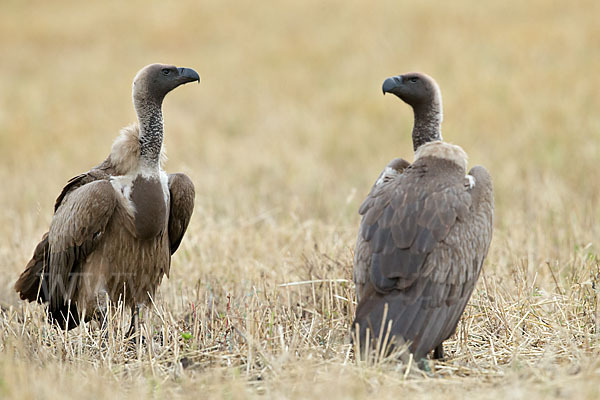 Weißrückengeier (Gyps africanus)