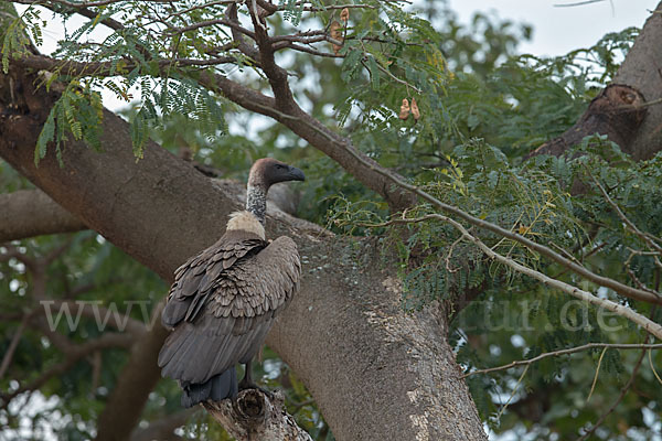 Weißrückengeier (Gyps africanus)