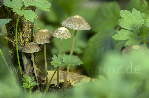 Weißschneidiger Faserling (Psathyrella bifrons)