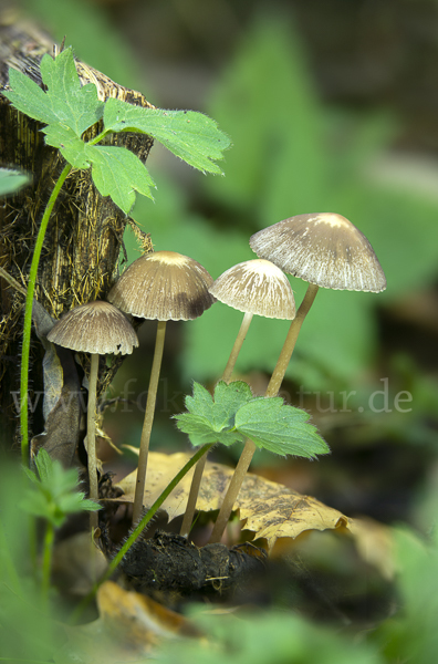 Weißschneidiger Faserling (Psathyrella bifrons)