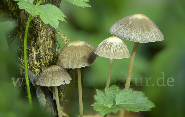 Weißschneidiger Faserling (Psathyrella bifrons)