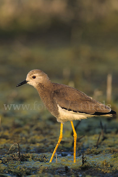 Weißschwanzkiebitz (Vanellus leucurus)