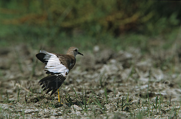 Weißschwanzkiebitz (Vanellus leucurus)