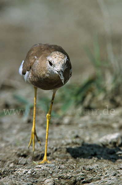 Weißschwanzkiebitz (Vanellus leucurus)