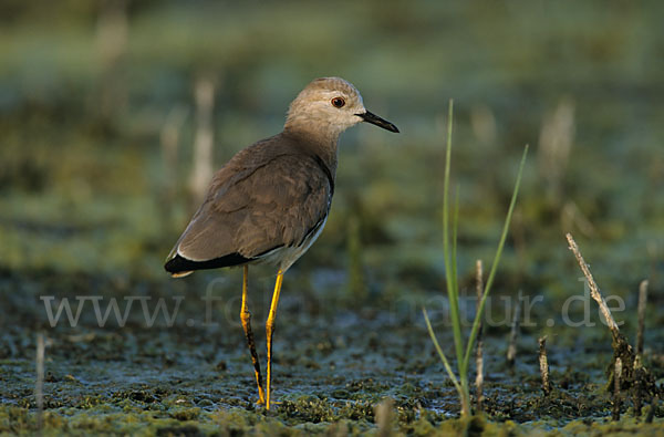 Weißschwanzkiebitz (Vanellus leucurus)