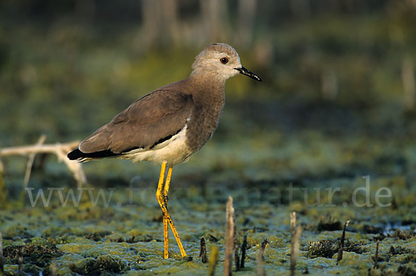 Weißschwanzkiebitz (Vanellus leucurus)