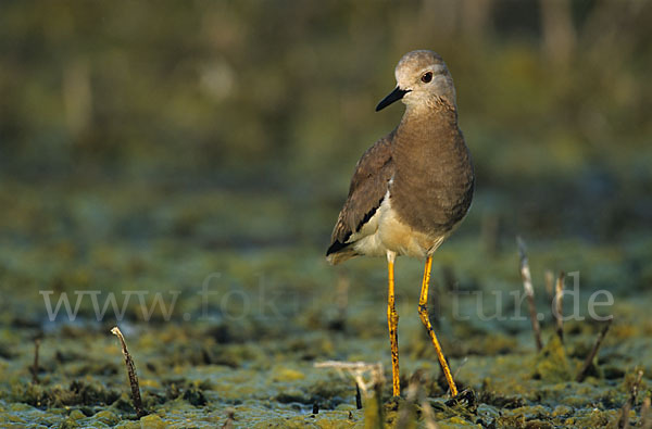 Weißschwanzkiebitz (Vanellus leucurus)