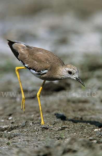 Weißschwanzkiebitz (Vanellus leucurus)