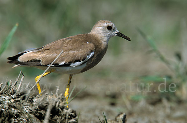 Weißschwanzkiebitz (Vanellus leucurus)