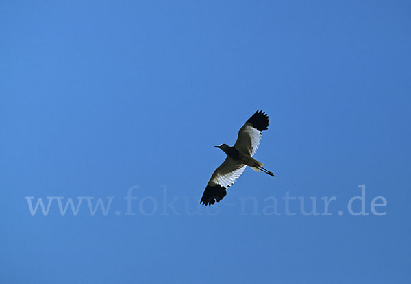 Weißschwanzkiebitz (Vanellus leucurus)