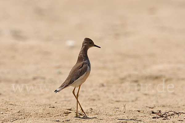 Weißschwanzkiebitz (Vanellus leucurus)