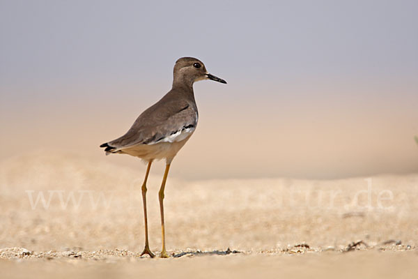 Weißschwanzkiebitz (Vanellus leucurus)