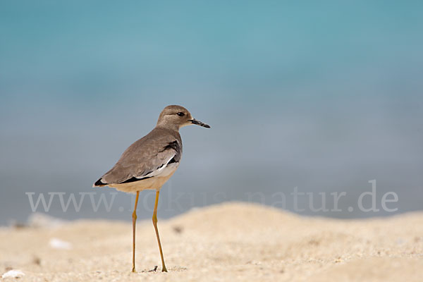 Weißschwanzkiebitz (Vanellus leucurus)