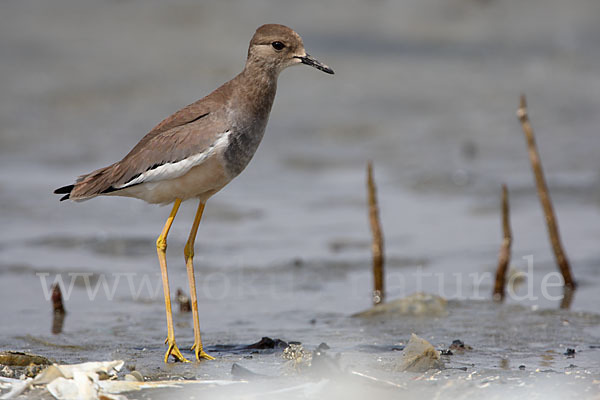 Weißschwanzkiebitz (Vanellus leucurus)