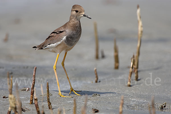 Weißschwanzkiebitz (Vanellus leucurus)