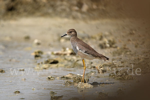 Weißschwanzkiebitz (Vanellus leucurus)