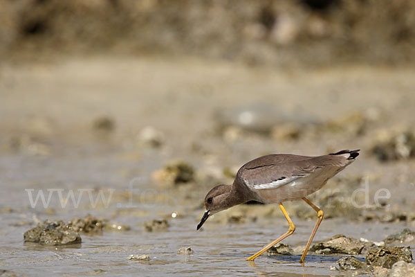 Weißschwanzkiebitz (Vanellus leucurus)