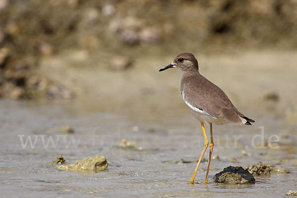 Weißschwanzkiebitz (Vanellus leucurus)