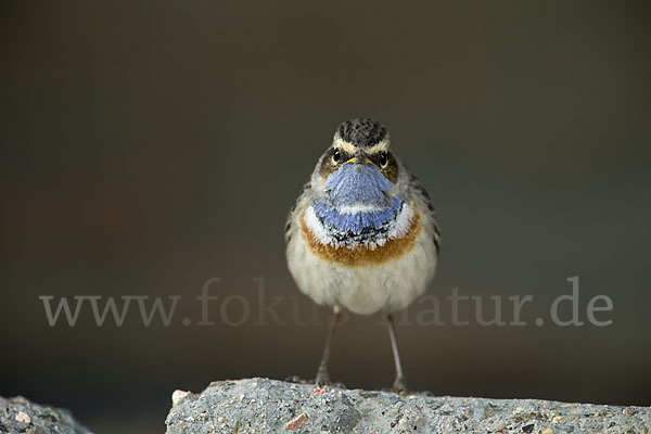 Weißsterniges Blaukehlchen (Luscinia svecica cyanecula)