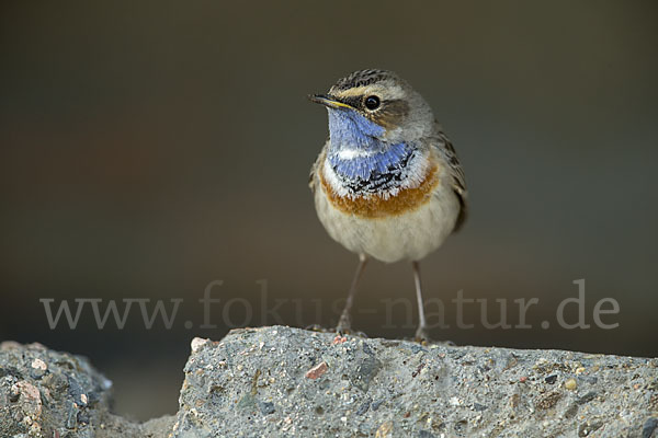 Weißsterniges Blaukehlchen (Luscinia svecica cyanecula)