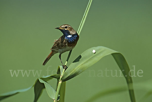 Weißsterniges Blaukehlchen (Luscinia svecica cyanecula)