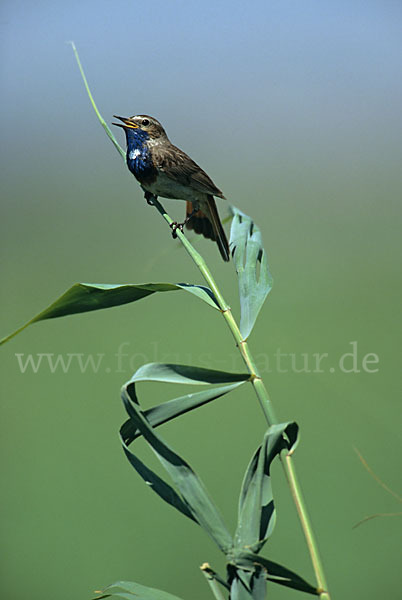 Weißsterniges Blaukehlchen (Luscinia svecica cyanecula)