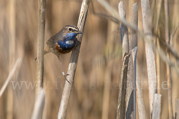 Weißsterniges Blaukehlchen (Luscinia svecica cyanecula)