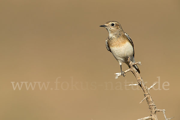 Weißsterniges Blaukehlchen (Luscinia svecica cyanecula)