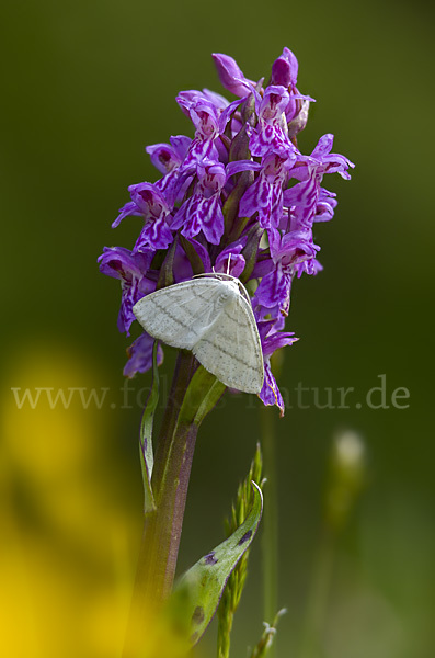 Weißstirn-Weißspanner (Cabera pusaria)