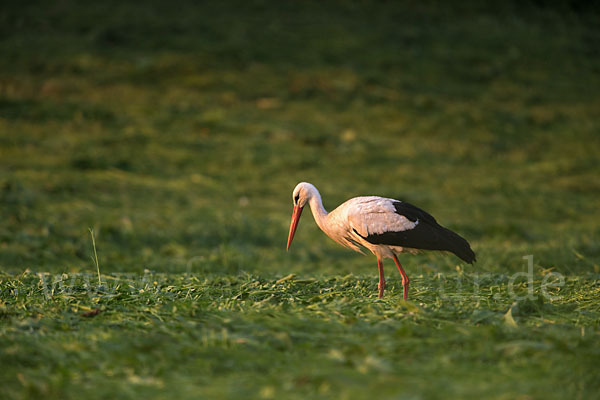 Weißstorch (Ciconia ciconia)