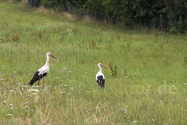 Weißstorch (Ciconia ciconia)