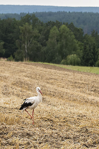 Weißstorch (Ciconia ciconia)