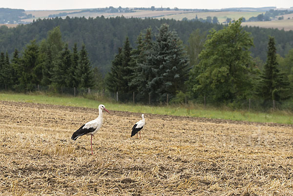 Weißstorch (Ciconia ciconia)