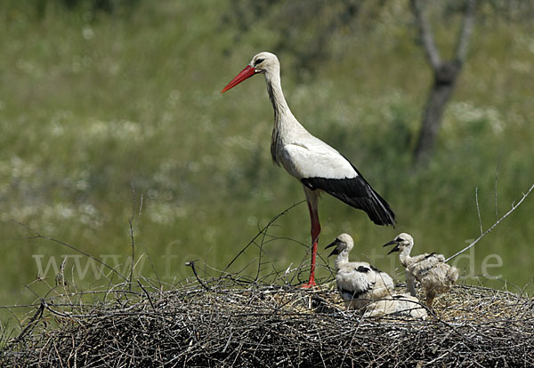 Weißstorch (Ciconia ciconia)