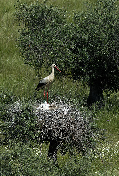 Weißstorch (Ciconia ciconia)