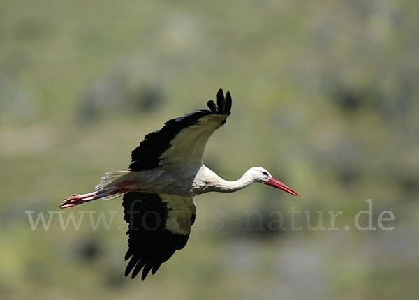 Weißstorch (Ciconia ciconia)