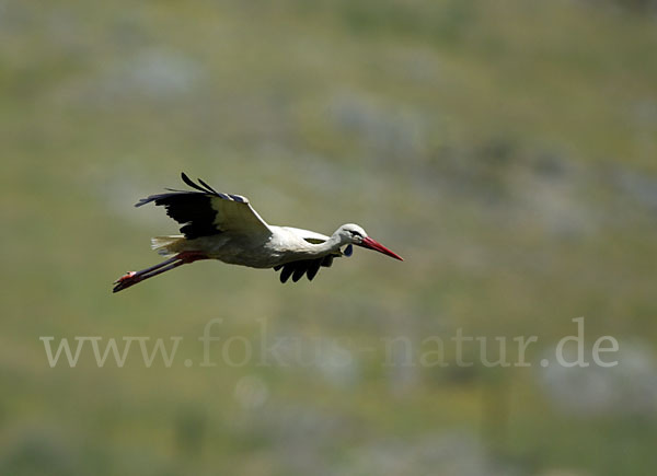 Weißstorch (Ciconia ciconia)