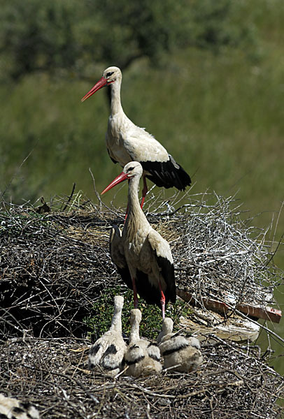 Weißstorch (Ciconia ciconia)