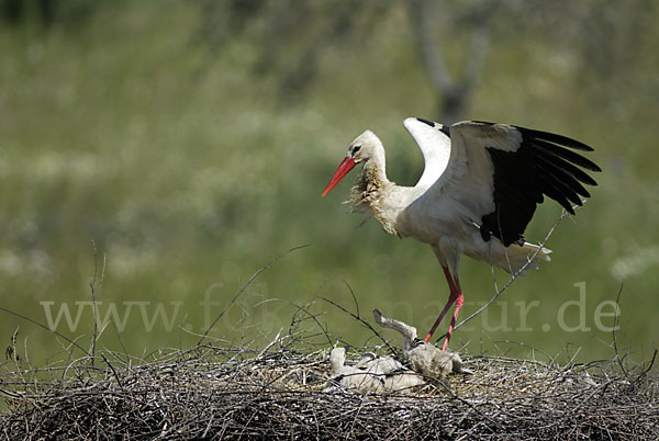 Weißstorch (Ciconia ciconia)